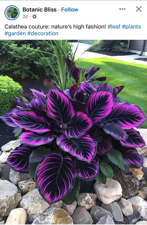 Courtyard Plants, Goth Garden, Hosta Gardens, Gothic Garden, Witch Garden, Night Garden, Creative Gardening, Colorful Plants, Nature Garden