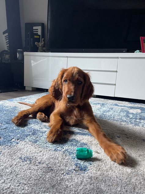 red irish setter puppy laying in the living room Red Setter Puppies, Irish Setter Aesthetic, American Coquette, English Setter Puppies, Irish Setter Puppy, Setter Puppies, Irish Red Setter, Red Setter, Golden Retriever Baby