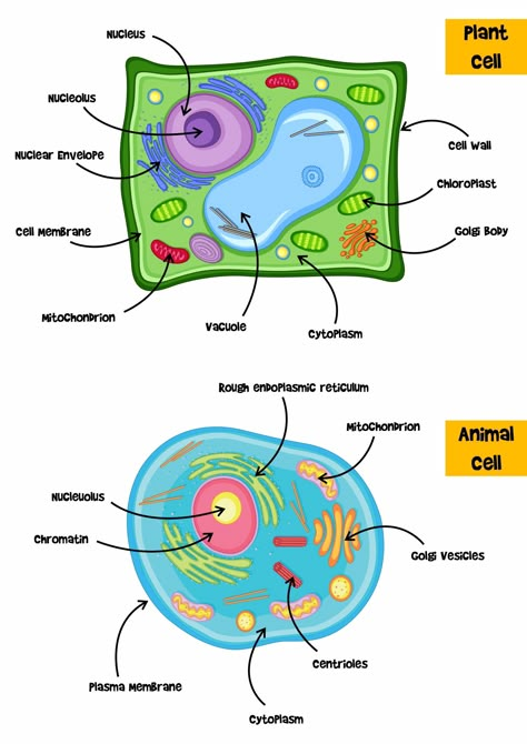 Plant and Animal Cell 5th Grade Study Guide Animal Cell And Plant Cell Project Ideas, Animal Cell Diagram Class 9, Plant And Animal Cell Project Poster, Plant Vs Animal Cell Diagram, Animal Cell And Plant Cell Drawing, Animal Cell Diagram Labeled, Plant Cell And Animal Cell Drawing, Plant Cell Drawing With Label, Plant And Animal Cell Drawing