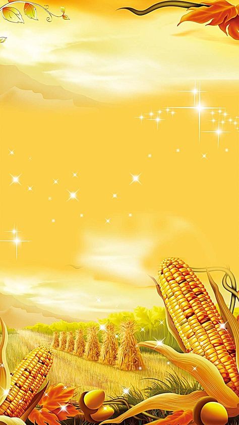 Golden autumn corn harvest wheat background heap h5 Church Thanksgiving Background, Apartment Thanksgiving, Table Settings Simple, Setting Thanksgiving Table, Harvest Background, Table Decorations Thanksgiving, Wheat Background, Thanksgiving Table Design, Hair Poster Design