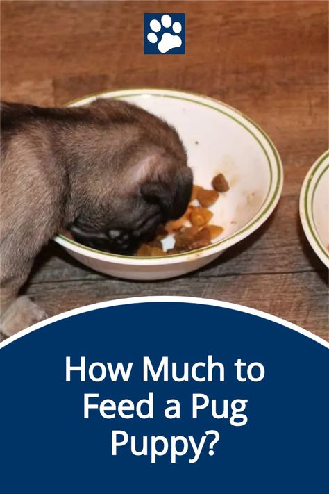 Pug Training, Puppy Needs, Puggle Puppies, Puppy Formula, Old Pug, Healthy Dog Treats Homemade, Raw Diet, Getting A Puppy, A Pug