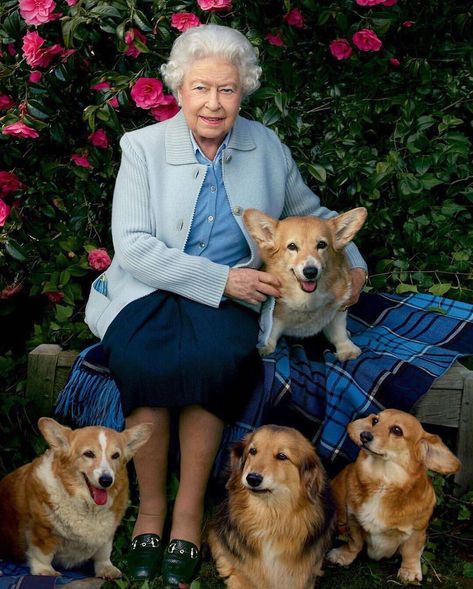 The Anglophile Club on Instagram: “Queen Elizabeth II and her dogs at Windsor Castle snapped by @annieleibovitz for @vanityfair in 2016. On her lap is Holly and at her feet…” Queen Elizabeth Photos, Funny Sister Gifts, Funny Secret Santa Gifts, Young Queen Elizabeth, Prins Harry, Reine Elizabeth, Elisabeth Ii, Funny Mom Gifts, Funny Birthday Gifts