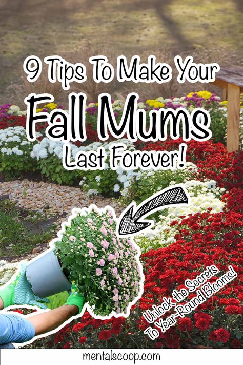 9 Tips To Make Your Fall Mums Last Forever! Fall is a magical time, bursting with vibrant colors and a crisp breeze that signals the season's change. Among the most iconic symbols of autumn are Fall Outside Decor, How To Make Mums, Fall Container Plants, Caring For Mums, Potted Mums, Planting Mums, Garden Mum, Fall Mums, Fall Containers