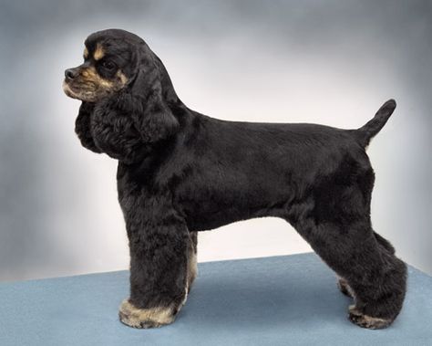 American Cocker Spaniel Suburban & Field Trims - PetGroomer.com Magazine Cocker Spaniel Grooming Styles, Cocker Spaniel Haircut, Cocker Spaniel Grooming, Grooming Ideas, Dog Grooming Styles, Dog Grooming Tips, Dog Haircuts, Grooming Style, American Cocker Spaniel