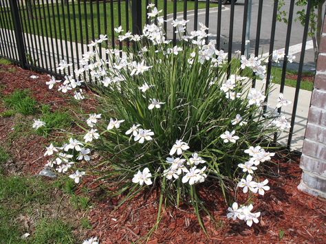 Dietes vegeta / Dietes vegeta - OnlinePlantGuide.com 3115 African Iris, Iris White, Evergreen Flowers, Front Yards Curb Appeal, Garden Stand, Landscape Plan, Drought Tolerant Plants, Hardy Plants, Low Maintenance Plants