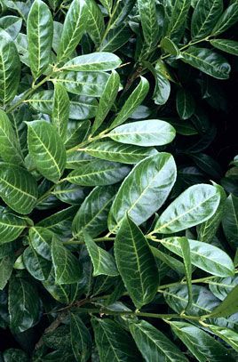 cherry laurel Laurel Shrub, Laurel Plant, Cherry Laurel, Prunus Laurocerasus, Laurel Hedge, Fast Growing Evergreens, Plants Uk, Spring Garden Flowers, Shade Perennials