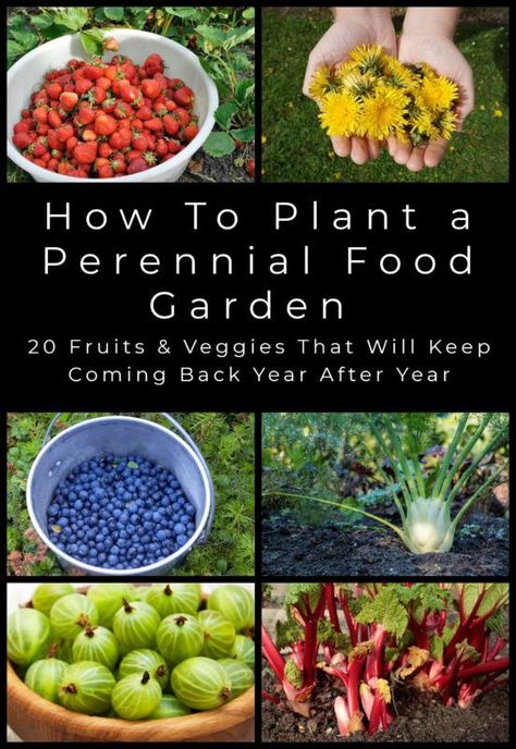 Perennial Food Garden Ideas, Fruits To Plant In A Garden, Perennial Vegetable Garden Ideas, Gardening Food, Heirloom Gardening, Arkansas Garden, Perennial Food Plants, Perrenial Vegetable Gardens, Edible Perennials