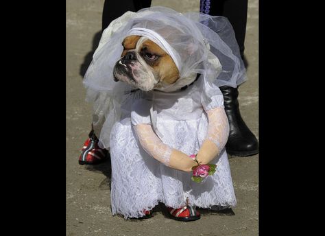 Modern bride Cute Dog Halloween Costumes, Funny Dog Clothes, Dog Parade, Very Cute Puppies, Dog Halloween Costumes, Dog Costumes, Dog Costume, Pet Costumes, Dog Halloween