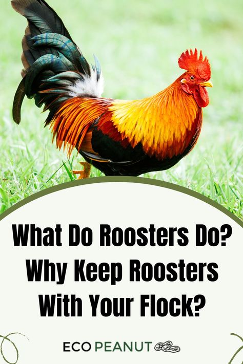 Rooster Hen Vs Rooster Chicks, Rooster Or Hen How To Tell, How To Introduce New Chickens To Flock, Fowl Pox In Chickens, Raising Rhode Island Red Chickens, Chicken Flock, Raising Chickens, Chickens Backyard, Flocking