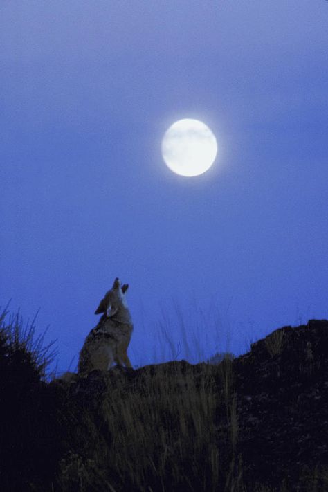 Wolf Howling At Moon Photograph Coyote Howling, Wolf Howling At The Moon, Wildlife Wall Art, Howling At The Moon, Magnolia Park, Dancing In The Moonlight, Howl At The Moon, Wolf Howling, Dog Barking