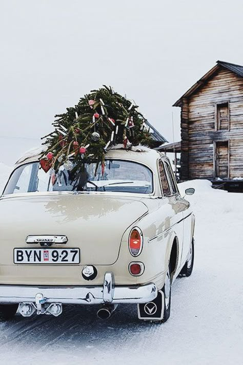 I like this photo...but why would they leave the decorations on the tree, to fall off in transit!?! Christmas Time Is Here, Old Car, Noel Christmas, Merry Little Christmas, Holiday Inspiration, Christmas Love, Country Christmas, Christmas Is Coming, Holiday Photos