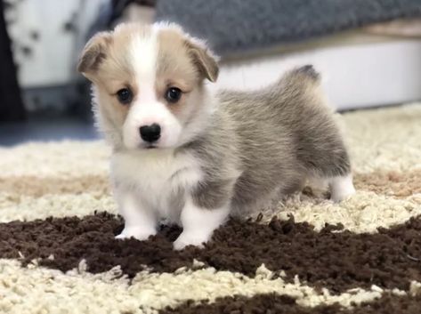 55 Corgi Female Dog Names Corgi Names Female, Best Female Dog Names, Corgi Names, Types Of Dogs Breeds, Dog Breed Names, Female Dog Names, Best Dog Names, Corgi Puppy, Types Of Dogs