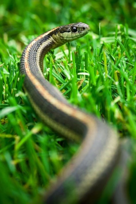 Snake Repellent: How To Keep Your Home Snake Free | Better Homes and Gardens Snake Proof Yard, Garden Snake Spiritual Meaning, Snake Fence, Snake Repellant, Snake Repellent, Eastern Garter Snake, Garden Snake, Garden Snakes, Baby Snakes