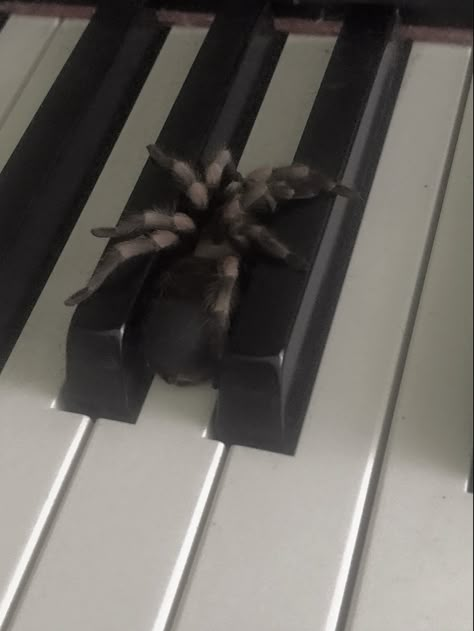 Pet tarantula tarantula spider cute pet spider Spider Pet Aesthetic, Pet Spider Aesthetic, Tarantula Pet Aesthetic, Bug Aesthetic Dark, Tarantula Aesthetic, Spiders Aesthetic, Spider Pfp, Spider Aesthetic, Pet Tarantula