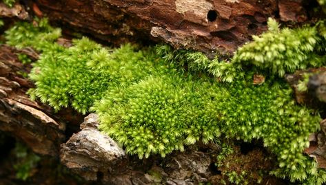 Blog - Moss Ideas, Cottage Plants, Moss Lawn, Grey Witch, Moss And Lichen, Growing Moss, Peace Garden, Fern Tattoo, Diy Nature