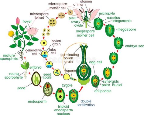 Angiosperm life cycle. Diagram of life cycle of flowering plant with double fertilization and titles. Angiosperm life cycle. Diagram of life cycle of flowering royalty free illustration Nutrition In Plants, Biology Diagrams, Science Diagrams, Plant Notes, Medical School Life, Plant Life Cycle, Teaching Biology, Biology Notes, Plant Cell