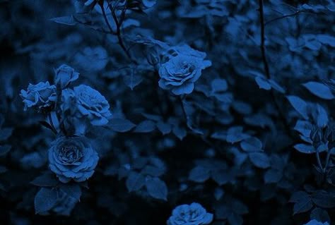 When you weep over the blue rose, your tears are collected in the petal basin. Your tears will serve as drink for the hummingbird; to strengthen his wings when winter steals the nectar from his belly. Zoom Wallpaper, Ravenclaw Aesthetic, Blue Aesthetic Dark, Everything Is Blue, Aesthetic Colors, Blue Roses, Ravenclaw, Blue Rose, Blue Wallpapers