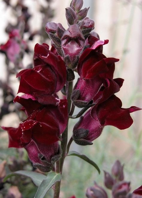 {Black Prince Snapdragon} Black Prince Snapdragon, Astilbe Flower, Snapdragon Flowers, Wedding September, Savage Garden, Shade Loving Perennials, Goth Garden, Plant Zones, Gothic Garden