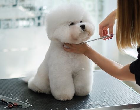 21 Bichon Frise Haircuts & Grooming Styles in 2022 (With Pictures) | Hepper Bichon Grooming Styles, Bishon Dogs Grooming, Bishon Dogs Haircut, Shichon Grooming Styles, Bichon Haircut, Bichon Frise Haircut Styles, Bichon Frise Drawing, Bichon Puppy, Bichon Poodle Mix