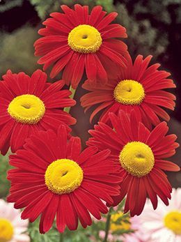 Shasta Daisy, Dutch Gardens, Beauty Flowers, Daisy Painting, Red Daisy, Red Petals, Garden Spring, Plant Lighting, Favorite Flowers