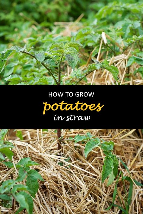 Growing potatoes in straw is a popular method of growing this vegetable. This technique helps to grow healthier and more productive plants, which means that you will be able to produce many potatoes! One thing that makes this method so useful is that it can be used anywhere there's enough land available. In addition, you won't need any special equipment or expensive materials for your setup - just some straw and patience!. #shuncy #shuncygarden #lovethegreen #howtogrow #potatoes #vegeta How To Sprout Potatoes For Planting, Growing Potatoes In Straw, How To Plant Potatoes In The Ground, How To Plant Potatoes In Grow Bags, When To Pick Potatoes From Garden, Sprouting Potatoes, Potato Harvest, Grow Potatoes, Planting Potatoes