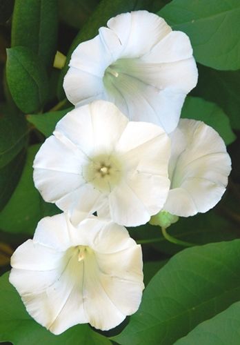 White Morning Glory, Morning Glory Flowers, Wild Plants, Moon Flower, Bride Bouquets, Morning Glory, Botanical Art, Card Art, White Flowers