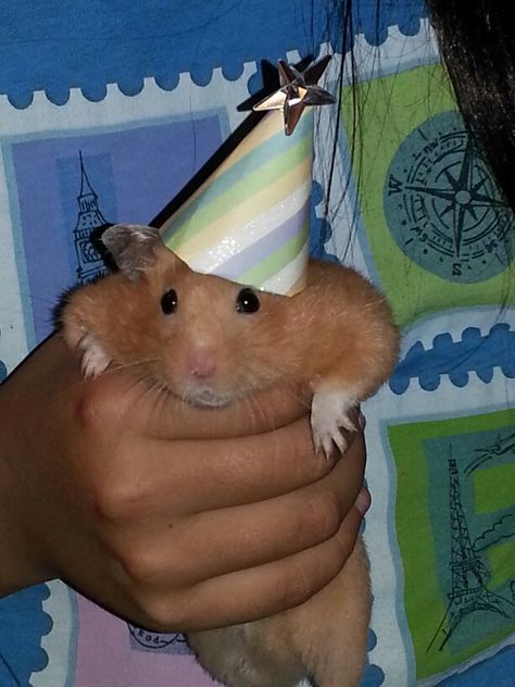 Hamster Happy Birthday, Hamster Hat Crochet, Hamster Birthday, Fancy Hamster, Hamster Meme, Hamster Memes Funny, Send In The Clowns, Hams, Hamsters