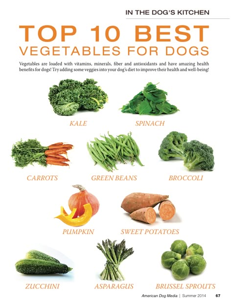 Dog Food Add Ins, Dog Vegetables, Foods Dogs Can Eat, Treat Business, Puppy Kennel, Diy Dog Food, Make Dog Food, Healthy Dog Treats Homemade, Dog Kitchen