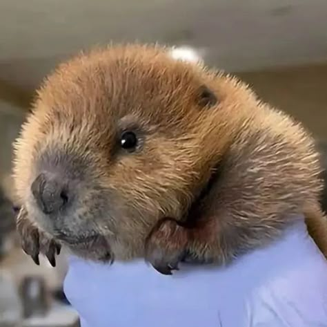 Beaver Cute, Beaver Pictures, Wild Life Videos, Baby Beaver, Busy Beaver, Canadian Wildlife, Nature Gif, Copyright Infringement, Cute Little Animals