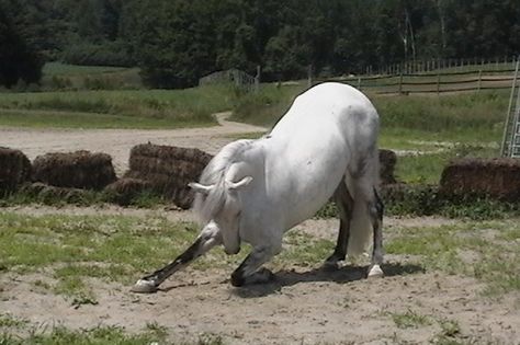 This Andalusian Stallion is a moment from being a Unicorn! Horse Bowing, Andalusian Stallion, Horse Bow, Horse Anatomy, Performance Training, Horse Dressage, Andalusian Horse, Prize Winning, Black Horses