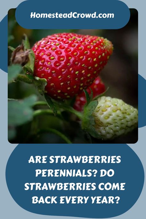 Learn whether strawberries are perennials that come back every year. Discover how to grow and care for strawberries and how long each plant produces fruit. Everbearing Strawberries, Grow Lemongrass, Strawberry Garden, Growing Strawberries, Strawberry Plants, Organic Gardening Tips, Grow Your Own Food, Seed Starting, Gardening For Beginners