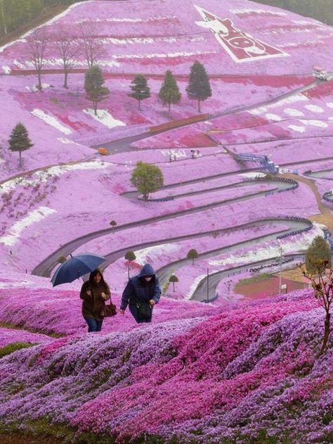 #Purple #TheColorPurple Just beautiful! Hokkaido Japan Higashimokoto Flower Park via www.pithandvigor.com Hokkaido Japan, Halong Bay, Exotic Places, Alam Yang Indah, Pretty Places, Places Around The World, Beautiful World, Laos, Beautiful Landscapes