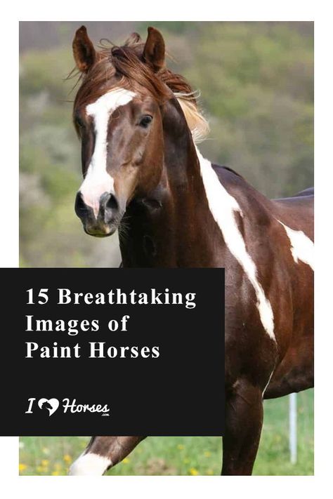 Did you know Paint Horses were used by Native Americans that thought they had magical powers? Paint Horses are the perfect combination of beauty and brains with different patterns and colors. Check out these 15 breathtaking photos of paint horses! | #ihearthorses #painthorse #horsebreeds #horsephotography Pretty Horse Pictures, Paint Horse Photography, Facts About Horses, Horse Braids, Horse Braiding, American Paint Horse, Horse Facts, Paint Horses, Beauty And Brains