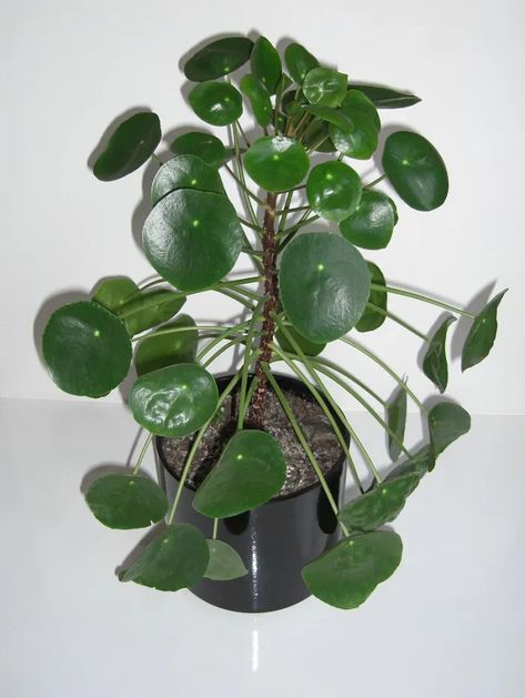 How to Grow Chinese Money Plant - HubPages Coin Plant, Ophiopogon Japonicus, Water Plants Indoor, Yucca Plant, Pilea Peperomioides, Natural Beauty Diy, Chinese Money Plant, Money Plant, Plant Guide