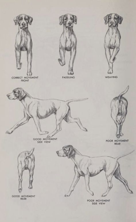 The Complete Dog Book 1964 Small Dog Anatomy, Dog Study Drawing, Dog Leg Anatomy, Dog Anatomy Study, Dog Anatomy Reference, Dog Poses Drawing, Dog Anatomy Drawing, Dog Reference Drawing, Dogs Anatomy