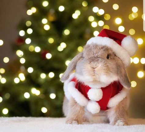 Tree Light Decor, Happy Bunnies, Rabbit Aesthetic, Christmas Pet Photos, Cutest Bunny Ever, Christmas Rabbit, Rabbit Christmas, Christmas Tree Light, Adorable Bunnies