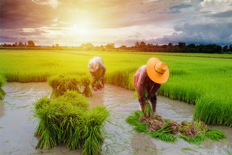 Ever Thought What Might Be The Scope For #Agricuturists In India? Here's All The Info You Would Want To Know If You Are Interested in #BSc in #Agriculture. #CampusHunt #Education https://campushunt.in/blog/best-bsc-agriculture-colleges-bangalore-india/ Human Eye Diagram, Agriculture Landscape, Agriculture In India, Agriculture Pictures, Farmer Working, Rice Farming, Agriculture Photography, Agriculture Photos, Farm Village