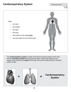 Cardiorespiratory System Cardiorespiratory System, Cardiorespiratory Endurance, Target Heart Rate, Education Games, Activity Worksheet, Book Reports, Physical Education Games, Term Paper, Jaw Bone