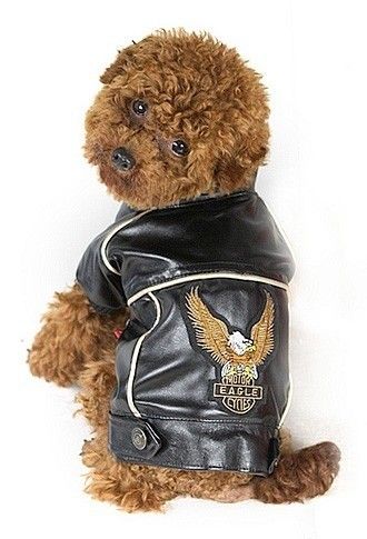 Harley Davidson Dog, Dogs Halloween, Pets Supplies, Cat Essentials, Pet People, Black Eagle, Small Dog Clothes, Motor Cycle, Dog Wear