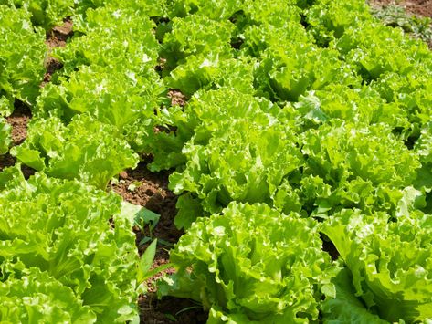 How to Grow Lettuce in Your Backyard - the Imperfectly Happy home Lettuce Plant, Lettuce Growing, How To Grow Lettuce, Growing Cabbage, Grow Lettuce, Garden Planters Diy, Growing Lettuce, Homestead Gardens, Diy Raised Garden