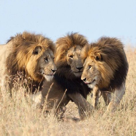 Three Lions, 2 Lion Photo, Two Lions Brothers Video, 3 Lions Photos, Lions Family Photography, Two Lions Photos, 3 Lions, Big Cat Family, The Lion Sleeps Tonight