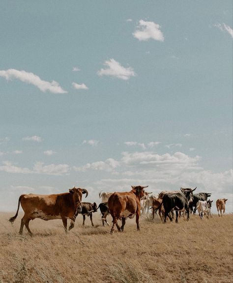 Cattle Drive Aesthetic, Cattle Ranch Aesthetic, Cattle Aesthetic, Farm Landscape, Nguni Cattle, Cow Print Wallpaper, Cattle Drive, Country Photography, Dust Storm