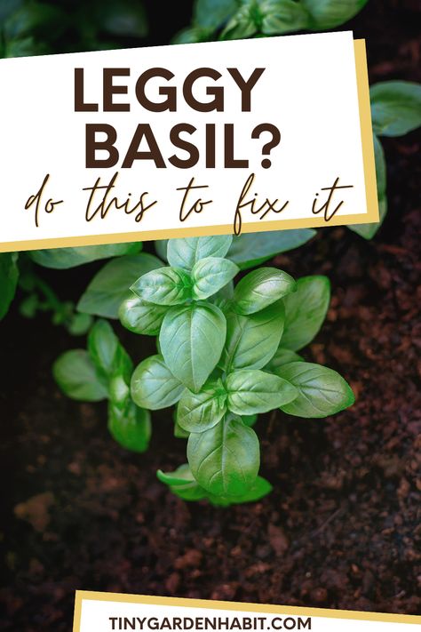 Don't discard those leggy seedlings! Discover the secrets to reviving leggy basil and how to propagate new plants from cuttings. Get the full guide in this informative article. Pruning Basil Plants, Leggy Seedlings, Basil Growing, Propagate Basil, Preserving Basil, Plants From Cuttings, Grow Basil, Grow Seeds, Herbs Growing