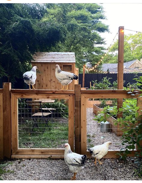 Home Steading Aesthetic, Chicken Coop Aesthetic, Farm Gardens Country, Farm Yard Landscaping, Backyard Farm Ideas, Homesteading Aesthetic, Cottagecore Farm, Dream Homestead, Enclosed Garden