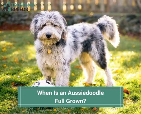 When Is an Aussiedoodle Full Grown? (2023) Aussiedoodle Full Grown, Puppy Love, Puppies