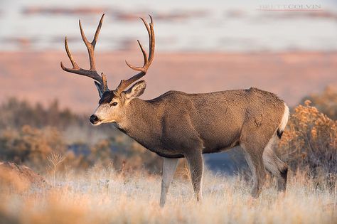 Mule Deer Buck Photography, Mule Deer Photography, Jackalope Painting, Sleeve Reference, Deer Reference, Buck Photography, Colorado Wildlife, Utah Nature, 243 Winchester