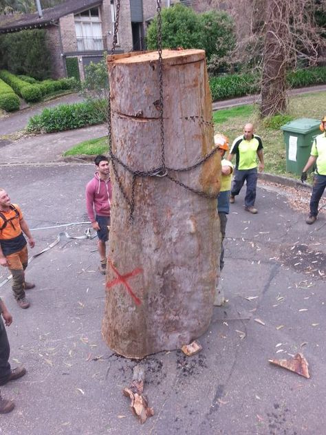 Tree Removal Hornsby Tree Lopping, Stump Grinding, Tree Removal Service, Stump Removal, Tree Felling, Tree Removal, Removal Company, Lawn Equipment, How To Get Thick