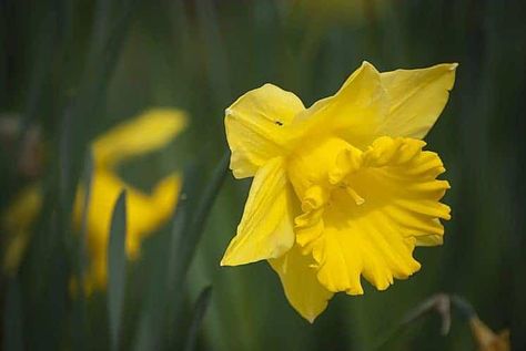 How Deep Should You Plant Daffodil Bulbs? – Bountiful Gardener Narcissus Bulbs, Perennial Bulbs, Daffodil Bulbs, Container Gardening Flowers, Garden Bulbs, Planting Bulbs, Bulb Flowers, All About Plants, Daffodils