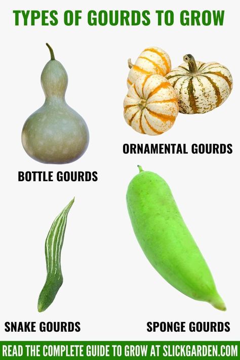 TYPES OF GOURDS TO GROW. Gourds are available in different colors, sizes, and shapes. There are different types of gourds generally found in the world. Types Of Gourds, Growing Gourds, Gourd Types, Gardening Infographic, Gourd Vegetable, Tiny Farm, Hobbies To Take Up, Gourd Crafts, Homegrown Food