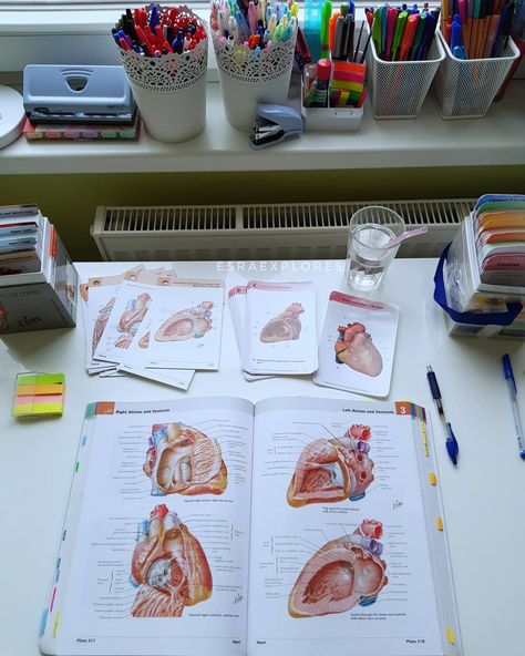 @esraexplores on Instagram: “The anatomy grind continues. Book : Netter's atlas of human anatomy Flashcards : Netter's anatomy flashcards to the left and thieme…” Atlas Of Human Anatomy, Atlas Anatomy, Anatomy Flashcards, Atlas Book, Study Buddy, Medical Student Motivation, Med School Motivation, Medical School Inspiration, Study Board